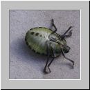 Palomena prasina - Gruene Stinkwanze jung 09.jpg